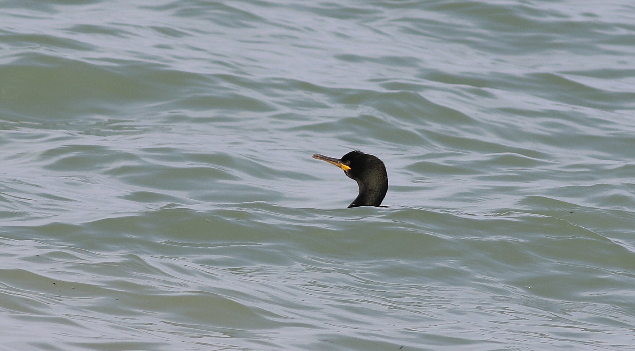 European Shag